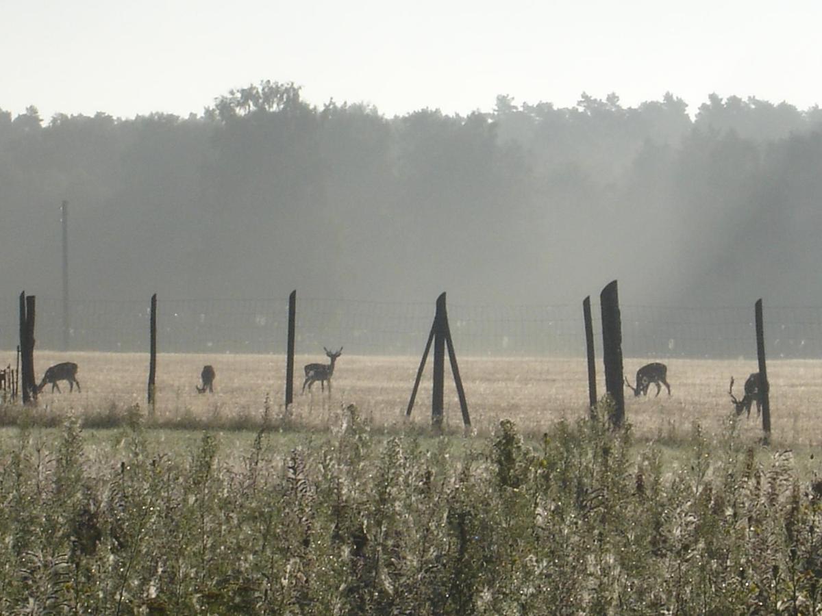 Ferienwohnung 1 Im Landhaus Am Wildpark Boek Exterior foto